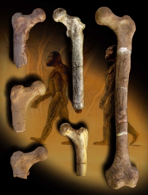 Femora of early hominids, Orrorin, and humans